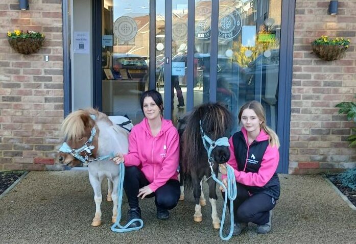 shetland ponies with their handlers at the front of the care home