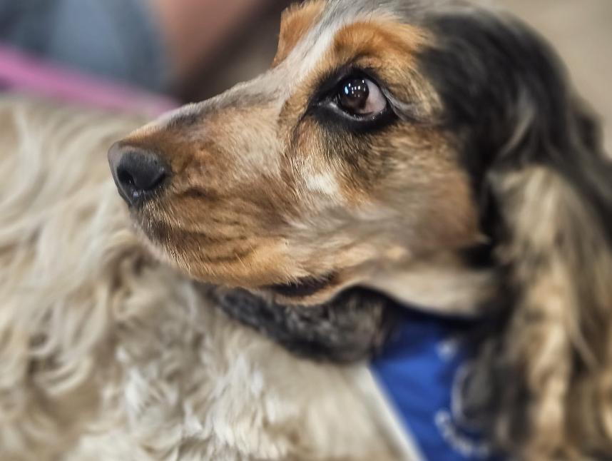 pepper the dog