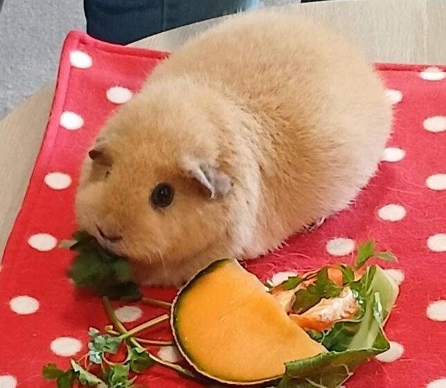 guinea pig